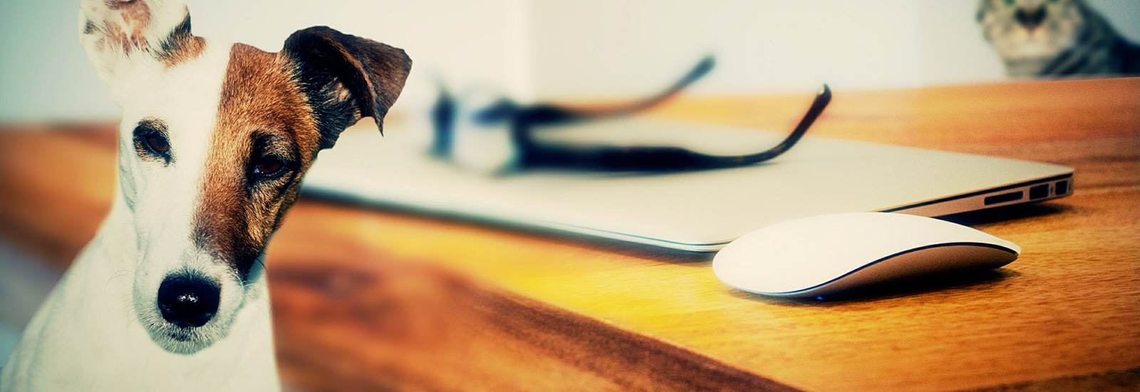 il tuo dog sitter con esperienza a Bologna