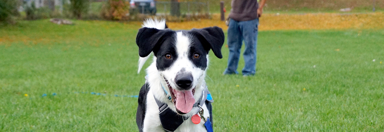 pensione cani e gatti Bologna