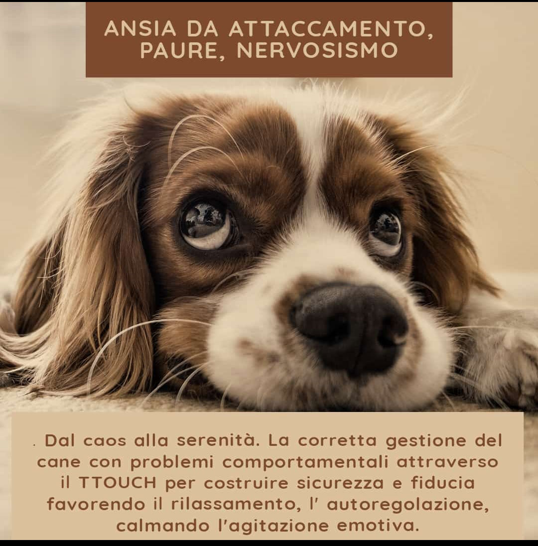 corsi dogbo