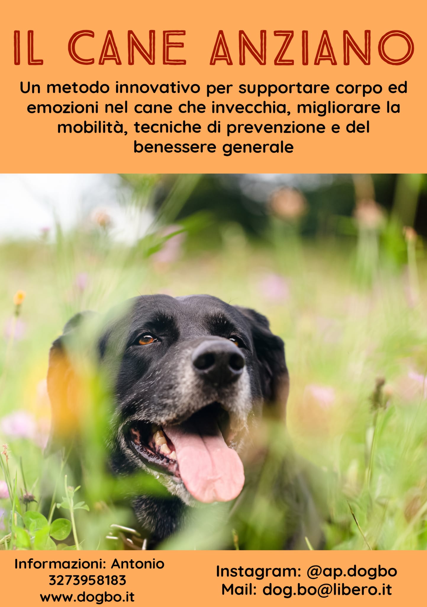 corsi dogbo