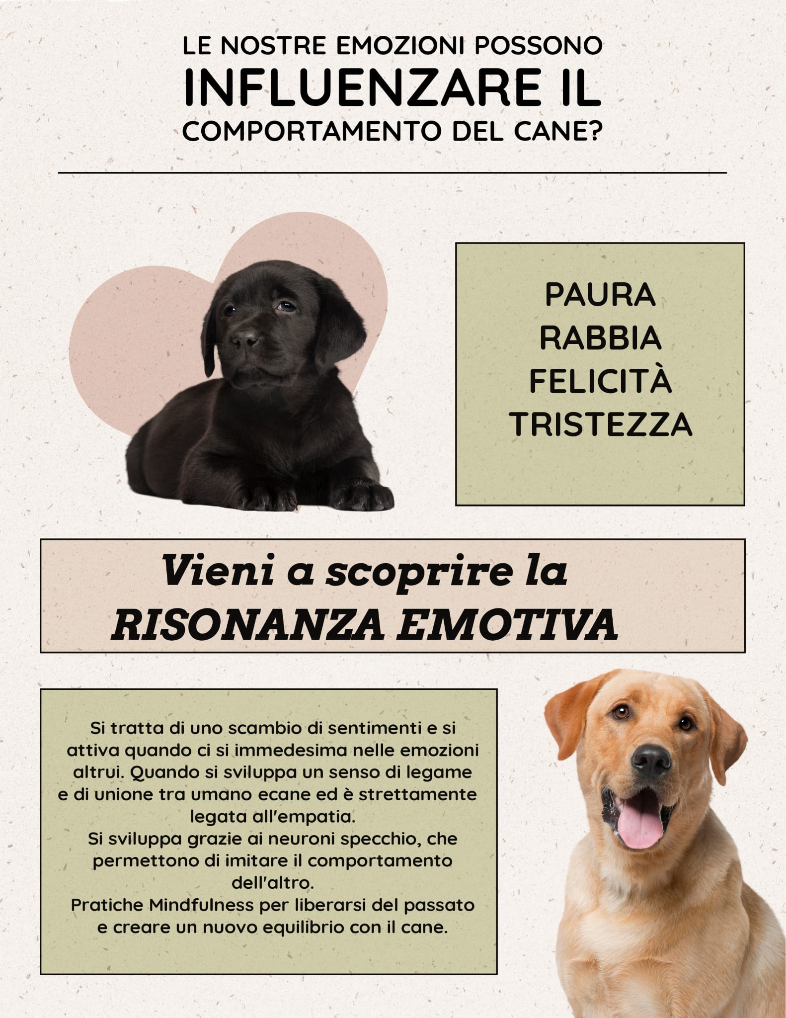 corsi dogbo